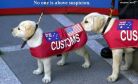  
custom dogs